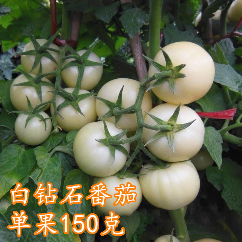 传家宝四季白色番茄种子