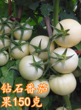 白钻石番茄种子白色西红柿种籽特色蔬菜菜籽观光园传家宝稀有蔬菜