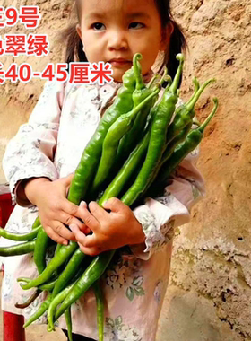 线椒种子薄皮软皮长线椒种籽早熟超辣辣椒苗四季蔬菜秧苗线王9号