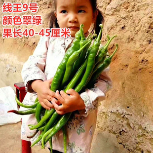 线椒种子薄皮软皮长线椒种籽早熟超辣辣椒苗四季蔬菜秧苗线王9号