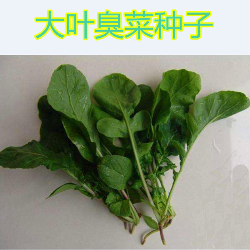 臭芝麻种子大叶东北菜菜种籽特色蔬菜高产野菜青菜叶菜庭院包邮
