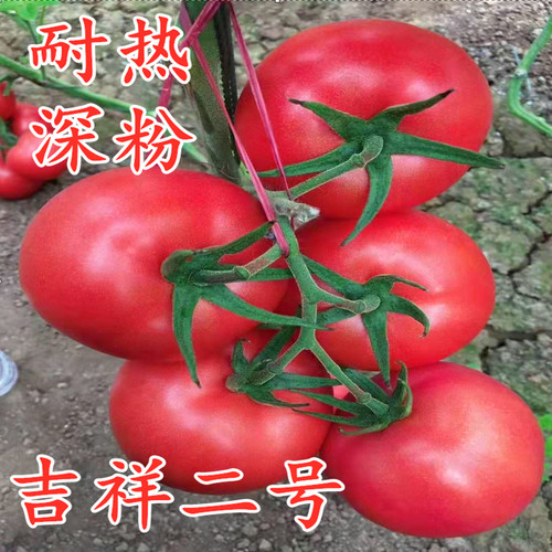 高产粉红大果西红柿种子种苗