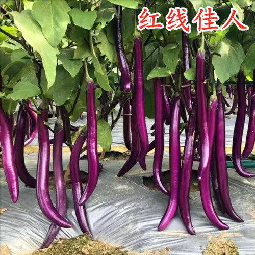 早熟抗病播种包邮红线佳人杭茄
