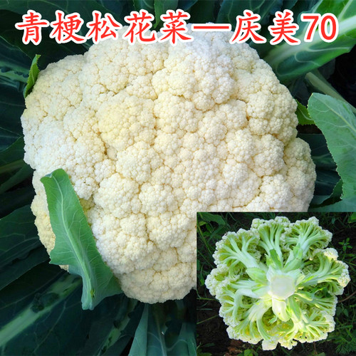 青梗松花菜花椰菜种子种苗