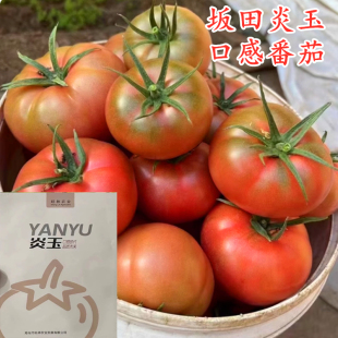 坂田炎玉大果口感番茄种子草莓西红柿种籽沙瓤好吃高产四季蔬菜籽