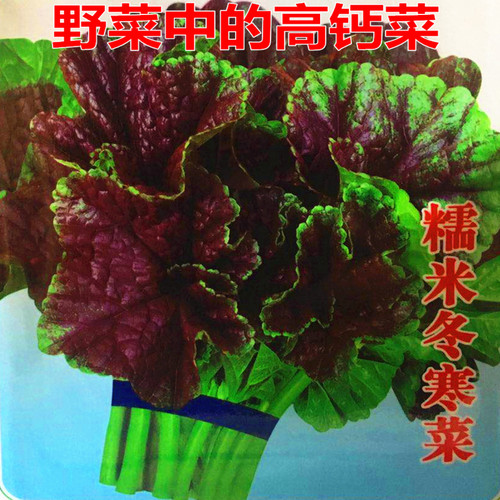 糯米冬寒菜种子冬苋菜种籽马蹄莱葵滑菜滑肠菜高钙菜野菜四季蔬菜