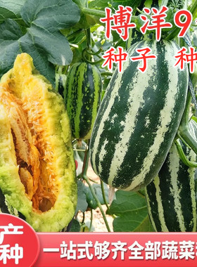 甜瓜种子香瓜种籽花皮薄皮脆甜早熟甜度高四季水果芝麻蜜博洋9号