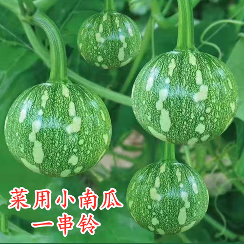 利农四季嫩南瓜一串铃花皮圆形