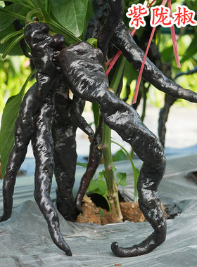 紫色陇椒种子紫黑色螺丝椒种籽特色蔬菜花青素香辣高产尖椒特辣