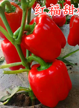 红色彩椒种子甜椒种籽方椒肉厚皮灯笼椒四季蔬菜高产庭院包邮红福