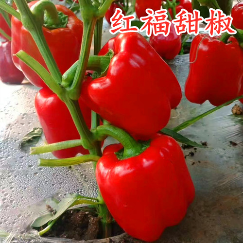 红色彩椒种子甜椒种籽方椒肉厚皮灯笼椒四季蔬菜高产庭院包邮红福