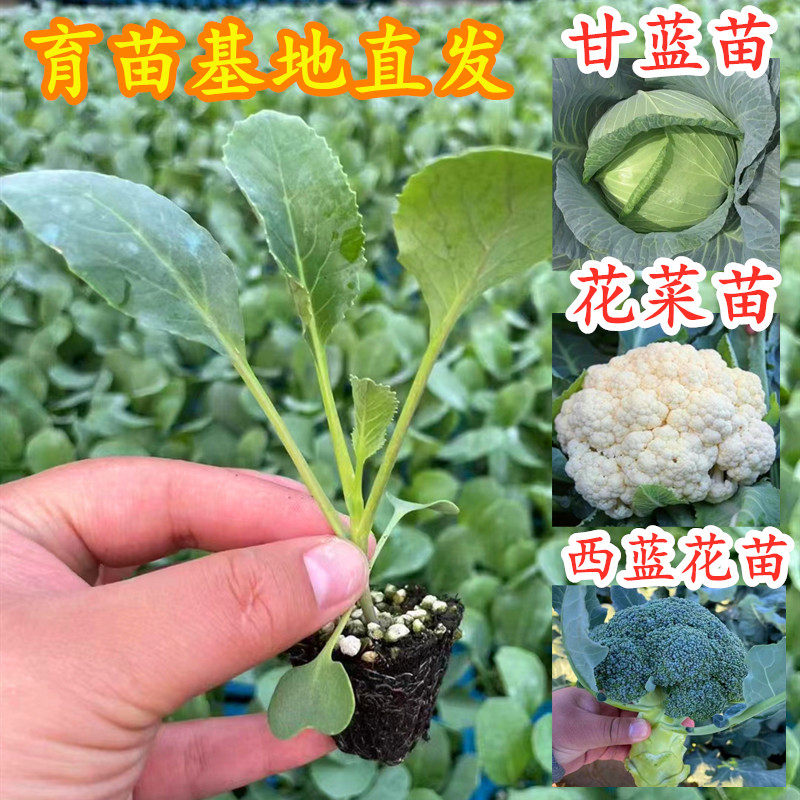 甘蓝苗莲花白包心菜包包菜花菜苗菜花苗西蓝花西兰花高产蔬菜包邮