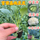 甘蓝苗莲花白包心菜包包菜花菜苗菜花苗西蓝花西兰花高产蔬菜 包邮