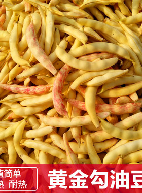 黄金钩架豆种子黄金勾地豆无筋无柴黄色油豆角籽早熟高产蔬菜种子