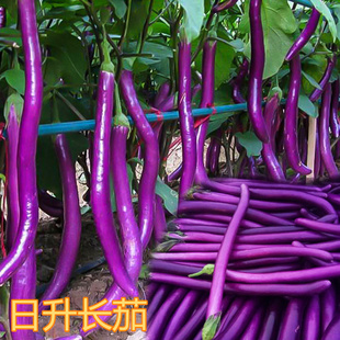 线茄种子长茄杭茄种籽台湾农友紫色蔬菜高产嫁接茄子苗日升长茄