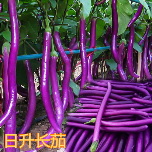 线茄种子长茄杭茄种籽台湾农友紫色蔬菜高产嫁接茄子苗日升长茄