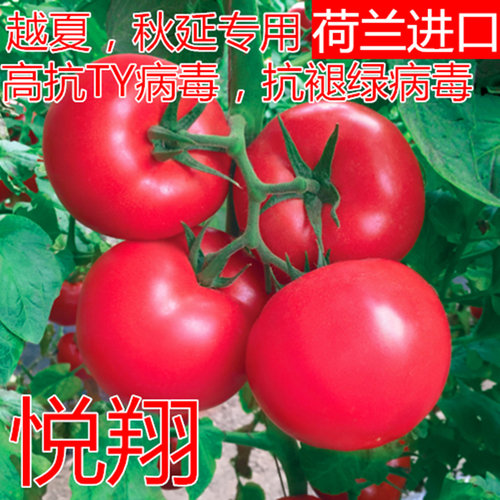 抗病毒不裂果包邮番茄种子