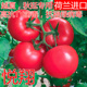 悦翔 包邮 西红柿种子番茄种籽抗病毒耐热大果不裂四季 蔬菜秧苗子
