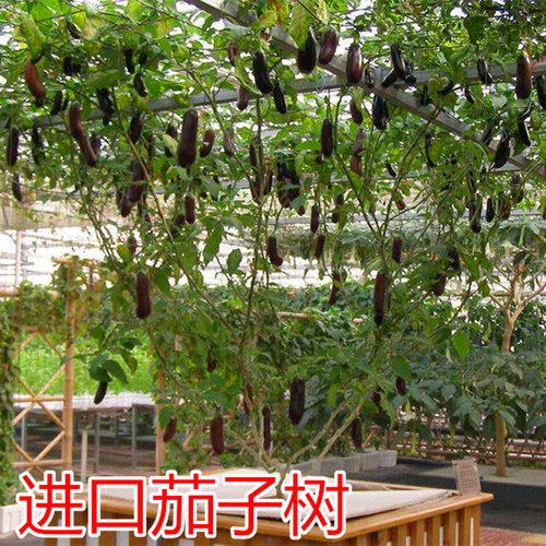 树形多年生景观产量高蔬菜种子