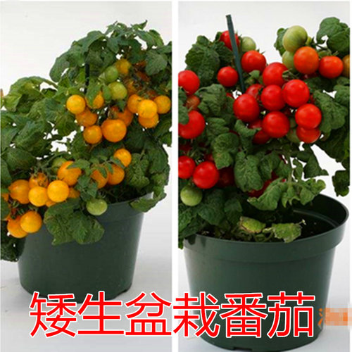 盆栽矮生番茄种子樱桃番茄种子圣女果室内盆栽阳台蔬菜四季包邮