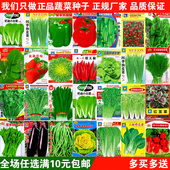 包邮 蔬菜种子四季 播阳台农家田园易种菜庭院春夏盆栽香菜籽