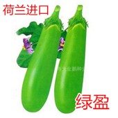 绿色长茄种子青茄种籽四季 蔬菜庭院耐寒耐热嫁接茄子苗高产绿盈