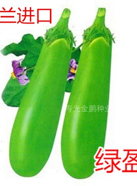 绿色长茄种子青茄种籽四季蔬菜庭院耐寒耐热嫁接茄子苗高产绿盈