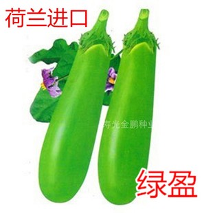 绿色长茄种子青茄种籽四季蔬菜庭院耐寒耐热嫁接茄子苗高产绿盈