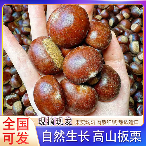 【精品高山油栗】广西高山板栗油板栗自然成熟全国可发