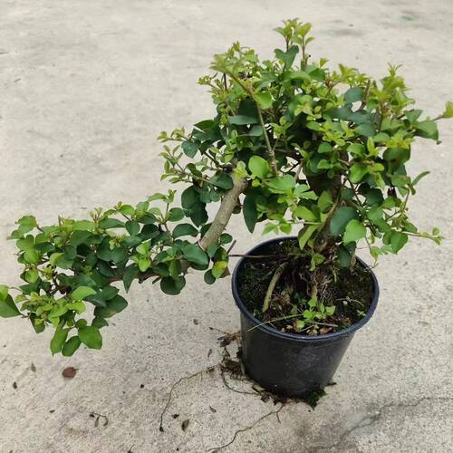 【巴西红果】小叶女贞悬崖飘枝造型盆景巴西樱桃红灯笼果开花结果