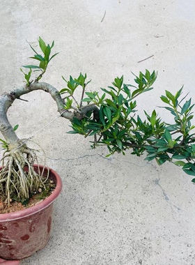提根悬崖清誉栀子花临水飘枝造型盆景开花浓香阳台花园植物水横枝