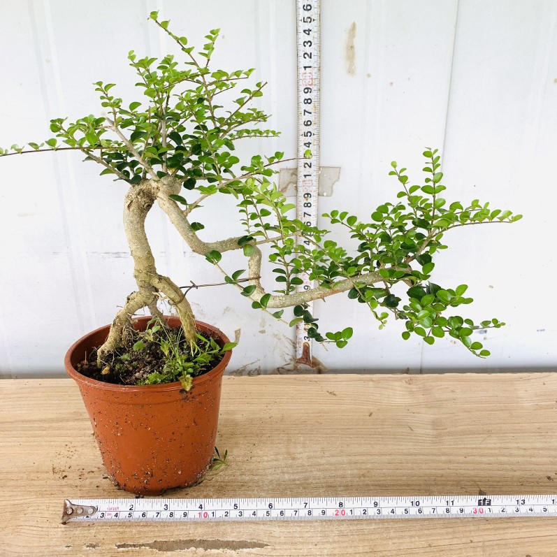 提根飘枝小叶女贞悬崖白蜡造型盆景老桩栀子花九里香罗汉松虎皮榕