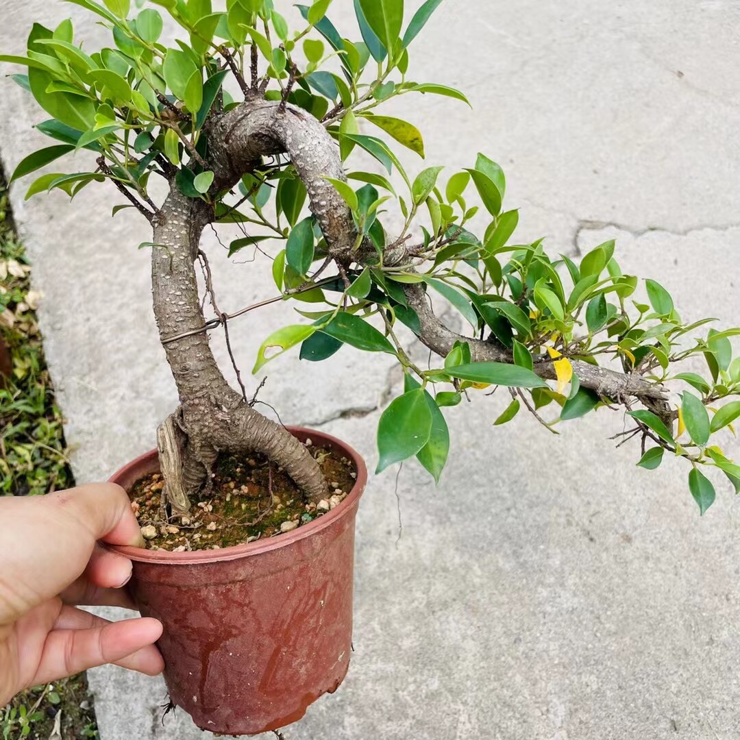 台湾虎皮榕悬崖造型老桩小叶榕树盆景矮霸怪桩气根榕树庭院造景树