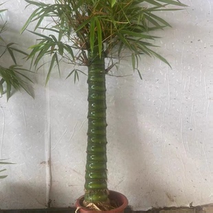 精品粗壮老桩佛肚竹大型盆栽罗汉竹庭院观赏竹子盆景办公室内植物