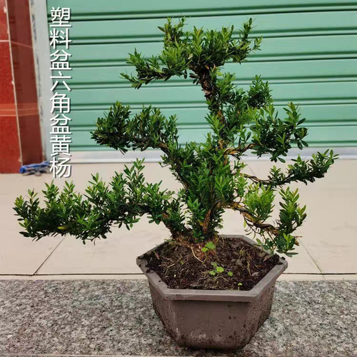 迎客造型黄杨盆景罗汉松老桩悬崖小叶雀舌罗汉松树苗盆栽庭院造景