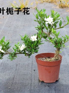 稀有小叶清誉牡丹达摩栀子花苗悬崖造型盆景罗汉松六月雪开花浓香