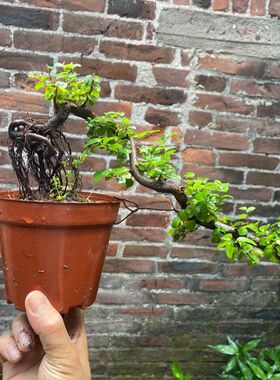 小叶红芽雀梅悬崖盆景罗汉松白蜡福建茶金边六月雪胡椒木悬崖造型