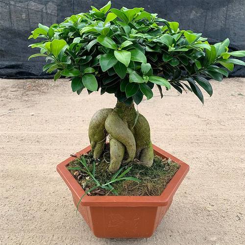 小叶榕树人参榕树老桩盆景金钱榕地瓜榕树四季常青绿植办公室盆栽
