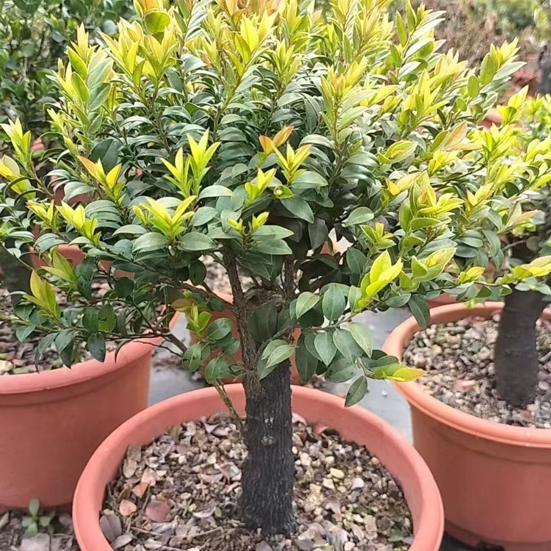 名贵小叶紫檀老桩盆景黑骨茶绿植四季常青办公室盆栽庭院造景植物
