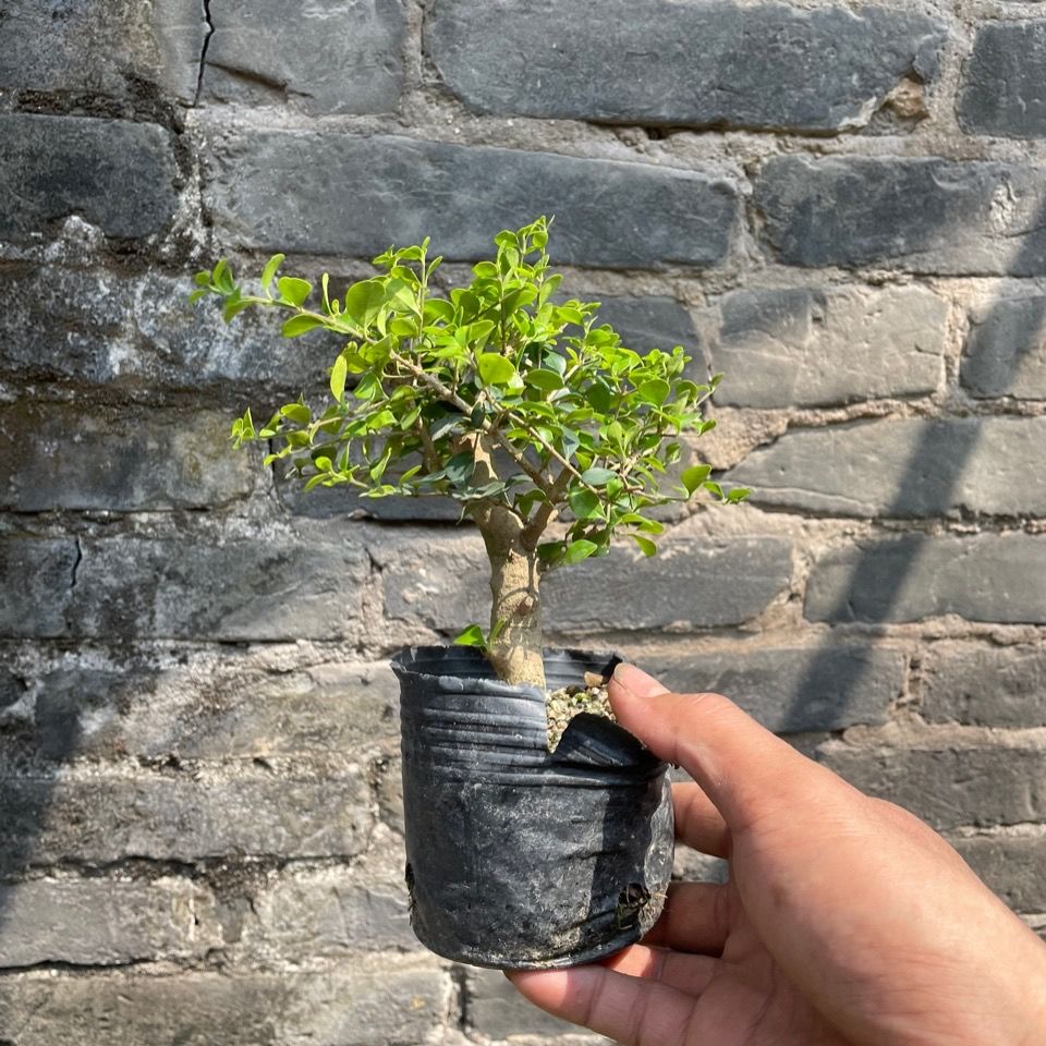 小老桩海南香兰矮桩盆景素材微盆景稀有品种开花浓香名贵花园植物