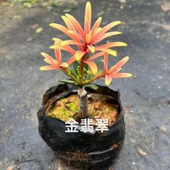 名贵品种台湾金钻海岛菊花芯罗汉松苗小叶雀舌罗汉松黄杨造型盆景