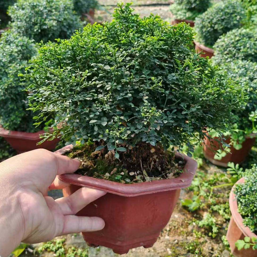 矮霸老桩小叶达摩九里香开花浓香台湾小叶盆栽水陆缸造景花园植物