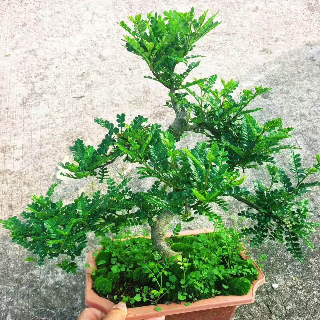 精品老桩胡椒木游龙造型大盆景四季常青驱蚊植物别墅庭院假山造景
