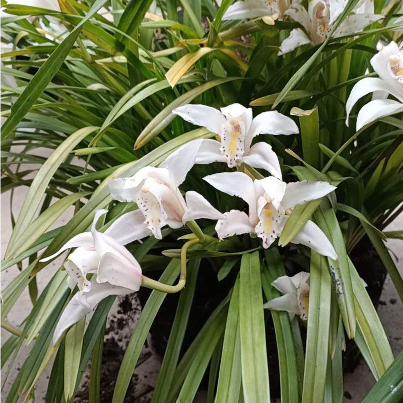 独占春兰花双飞燕象牙白精品兰花苗附生兰正带花苞浓香型云南兰花