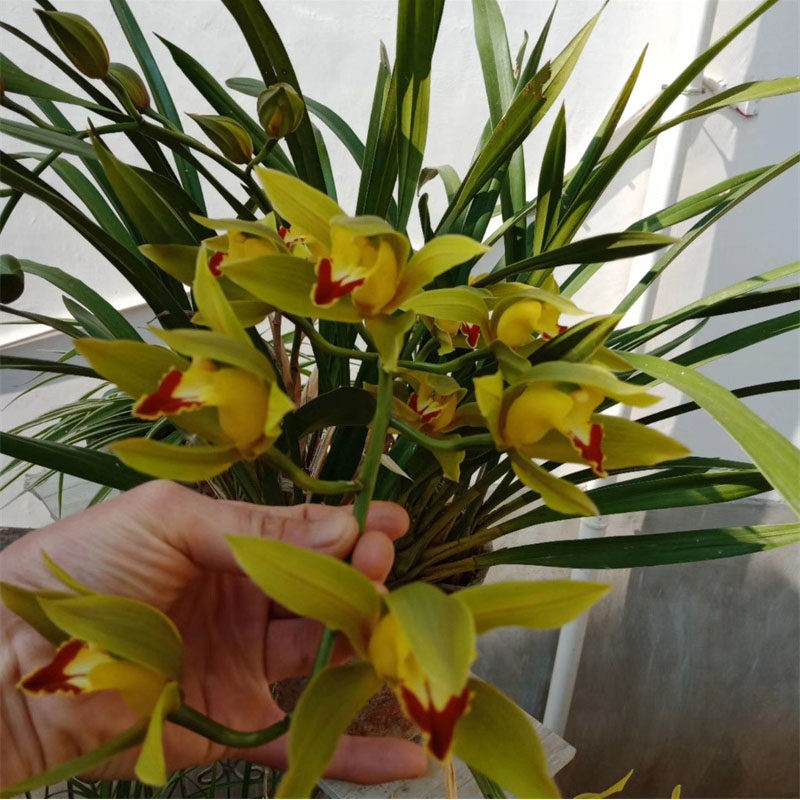 虎头兰碧玉红嘴鸥蕙兰绿鸟嘴兰花大宽叶兰花云南兰花大花惠兰