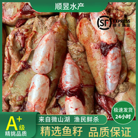 新鲜鲤鱼籽活鱼现杀鱼籽鱼蛋鱼泡鱼白鱼油鱼三宝鱼杂微山湖鱼膘