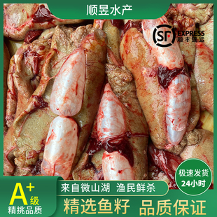 新鲜鲤鱼籽活鱼现杀鱼籽鱼蛋鱼泡鱼白鱼油鱼三宝鱼杂微山湖鱼膘