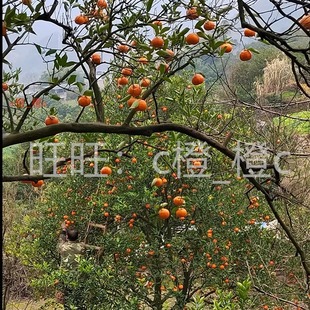 高山红橘百年老树重庆开州古红桔万州新鲜水果四川柑桔现摘现发