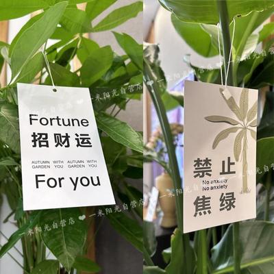 发财树招财吊牌入植绿植装饰