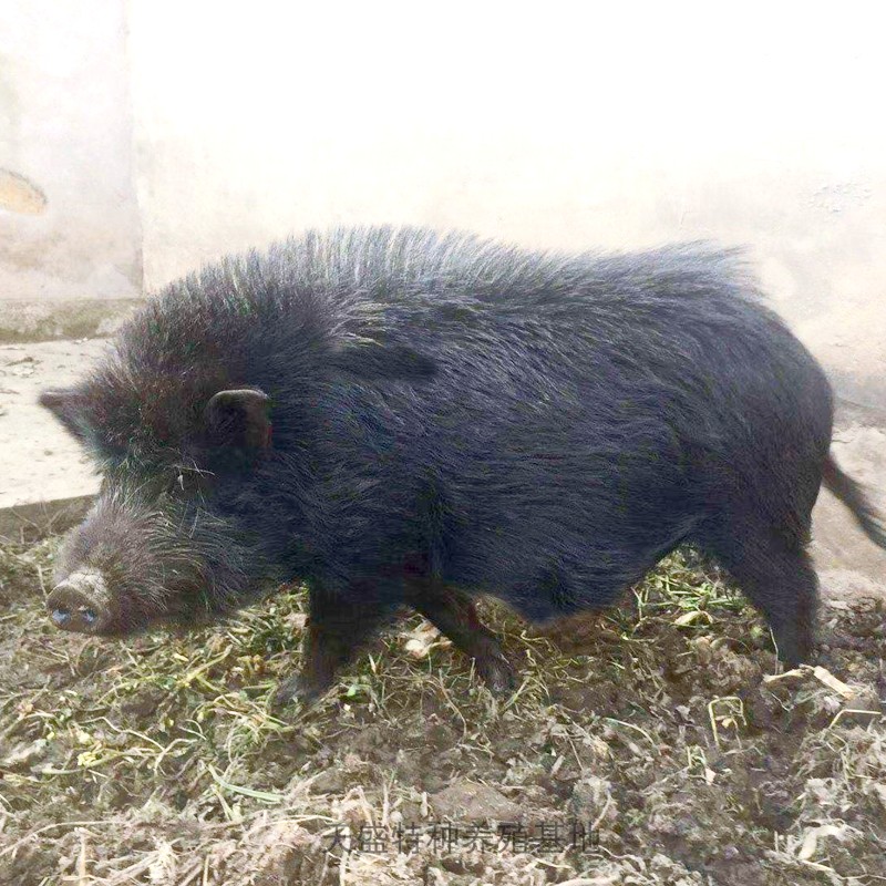 纯种藏香猪活体幼苗本地黑猪散养土猪巴马香猪仔高产长白猪育肥育 畜牧/养殖物资 畜牧/养殖技术服务 原图主图